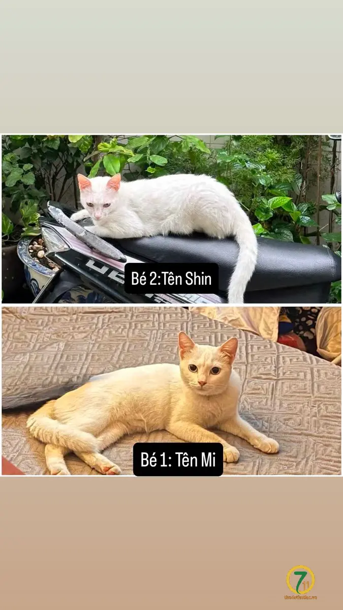 Tìm chuộc 2 bé mèo thất lạc ở Hồ Chí Minh
