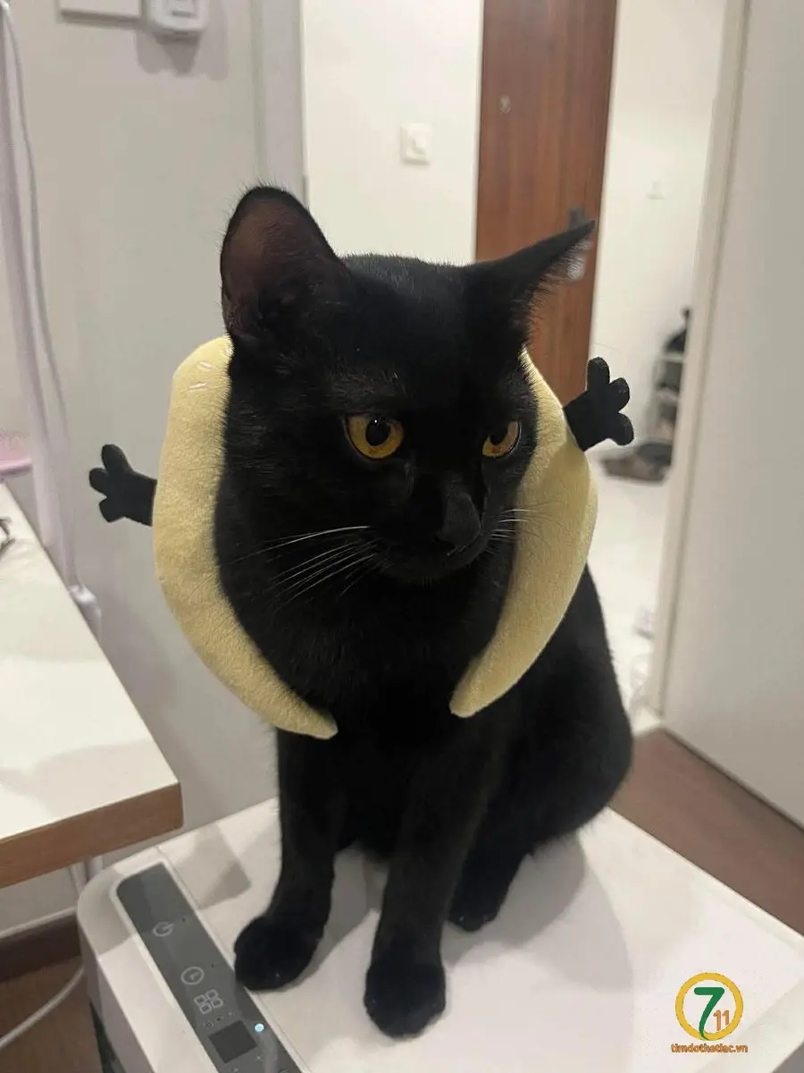 🆘 TÌM CHUỘC BÉ MÈO ĐI LẠC Ở Gò Vấp, TpHCM
