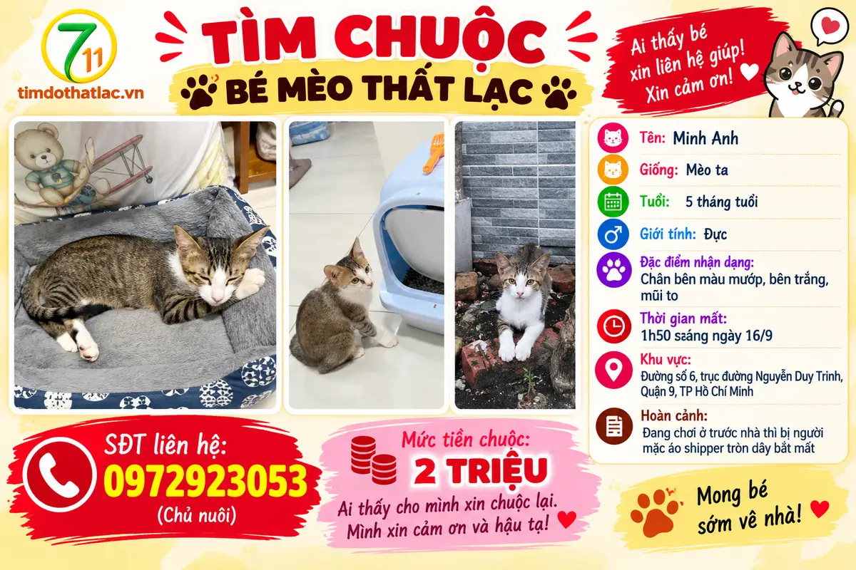 Tìm chuộc bé mèo ta thất lạc ở Hồ Chí Minh
