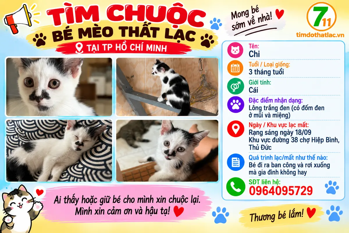 Tìm chuộc bé mèo thất lạc ở Hồ Chí Minh