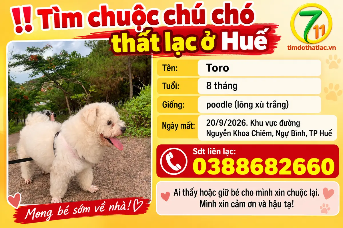 Tìm chuộc chú chó poodle thất lạc ở Huế
